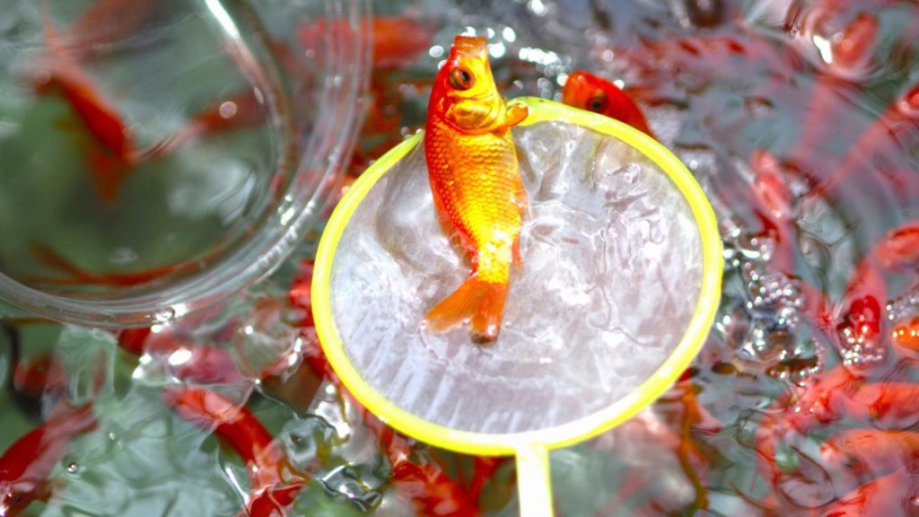 ポイはなぜ破れやすいの？