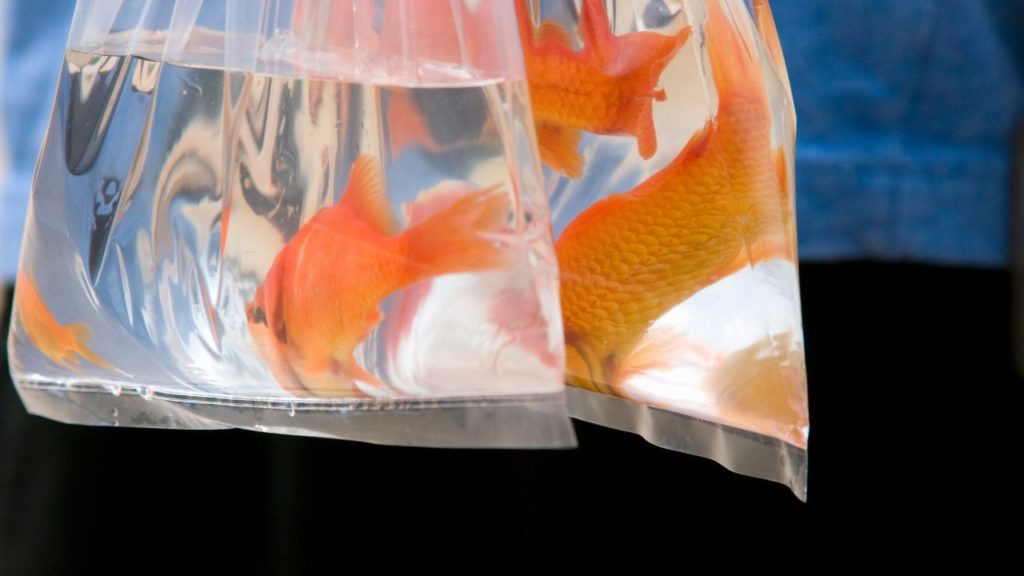 夏の風物詩としての金魚すくい