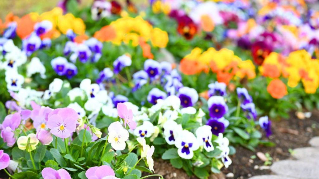 色水で花を染めた