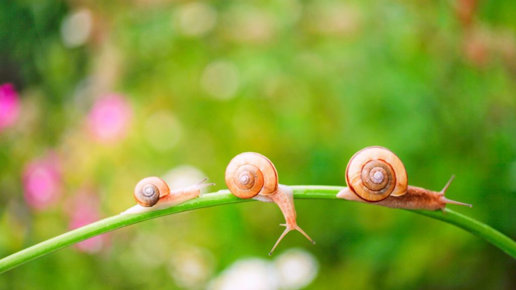 カタツムリ観察